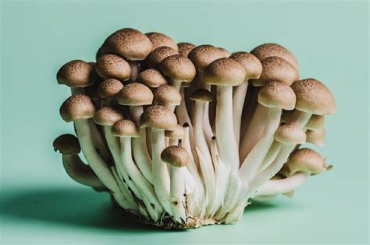 Incubus’ Brandon Boyd Has a Surprising Fascination With Fungi