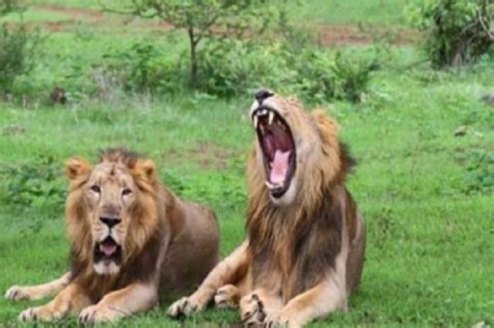 Gujarat gifts 7 lions to Uttar Pradesh – India TV