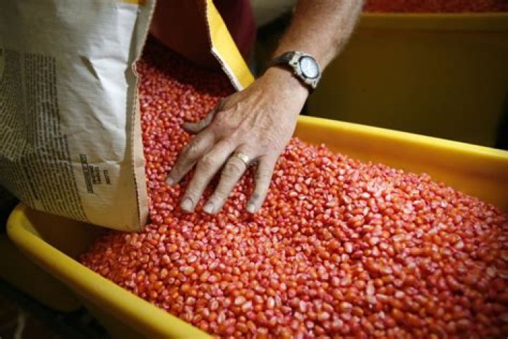 Iowa Farmers Accuse China of Stealing American Seeds