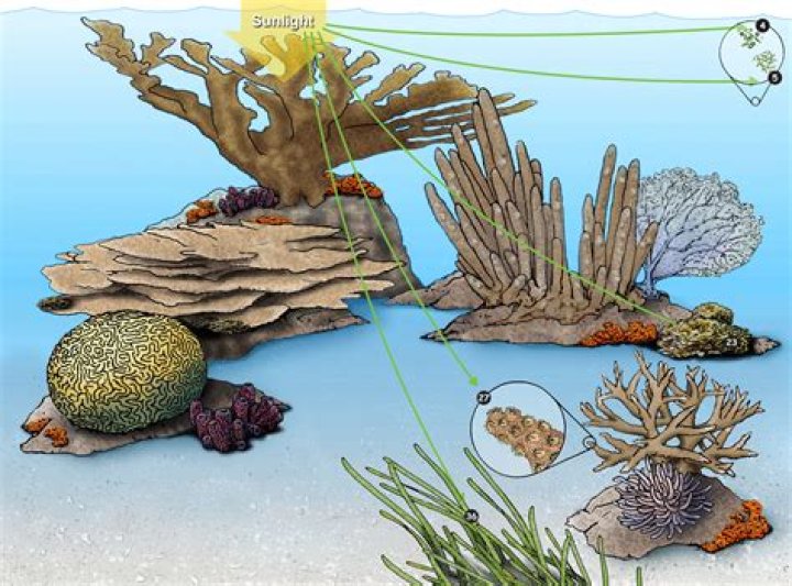 Is Coral Reef a producer or consumer?