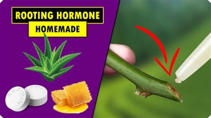 Question: Is Honey Better Than Rooting Hormone