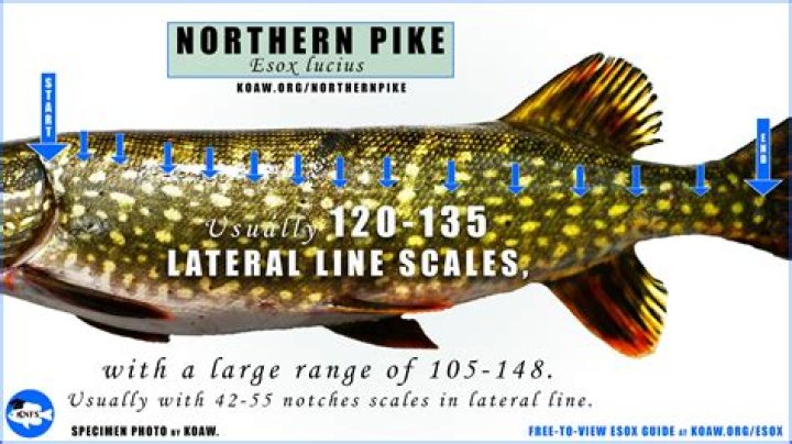 Is It Legal To Drop Jr And Senior From Documents