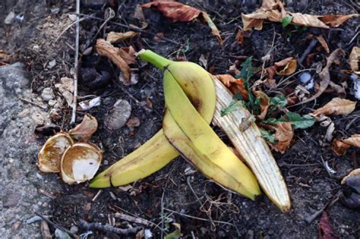 Question: Is It Ok To Throw Banana Peels Outside