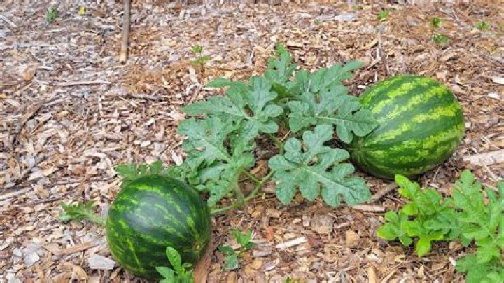 Is it too late to plant watermelon in July?