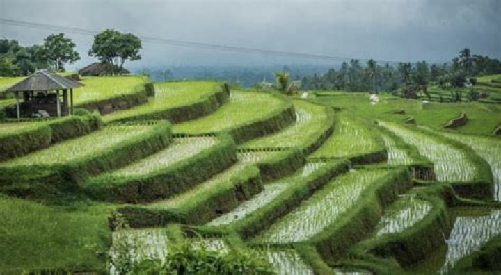 Quick Answer: Is Rice Farming Intensive Or Extensive