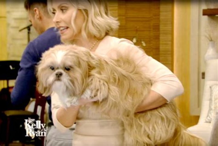 Unleashing The Love: Kelly Ripa And Her Beloved Dogs