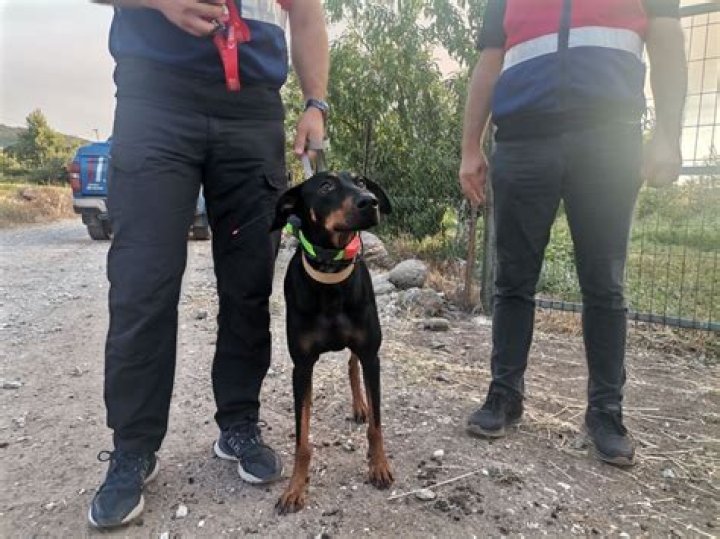 Inside the mystery of 'Turkey's Nicola Bulley' who vanished on dog walk while living dream retirement with British wife