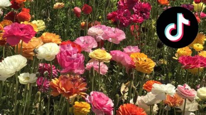 What is Ktestone’s flower dating test on TikTok?