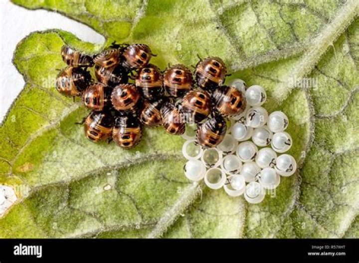 Understanding Ladybug Eggs: Nature's Tiny Marvels