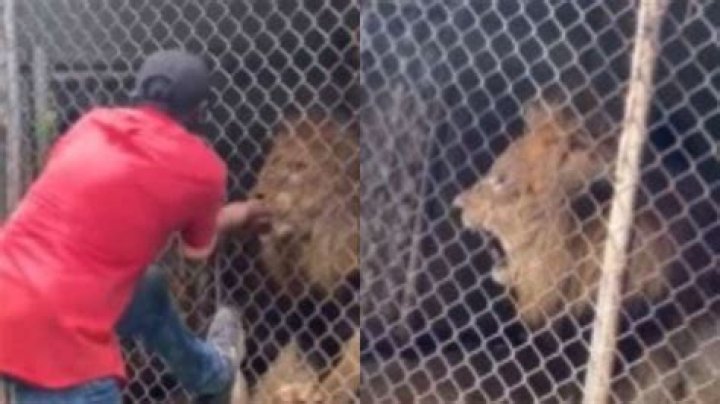 Lion rips off man's finger at Jamaica zoo who got too close to the cage