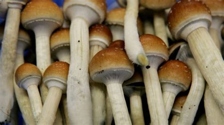 Terminally ill can take magic mushrooms in Canada, new law rules