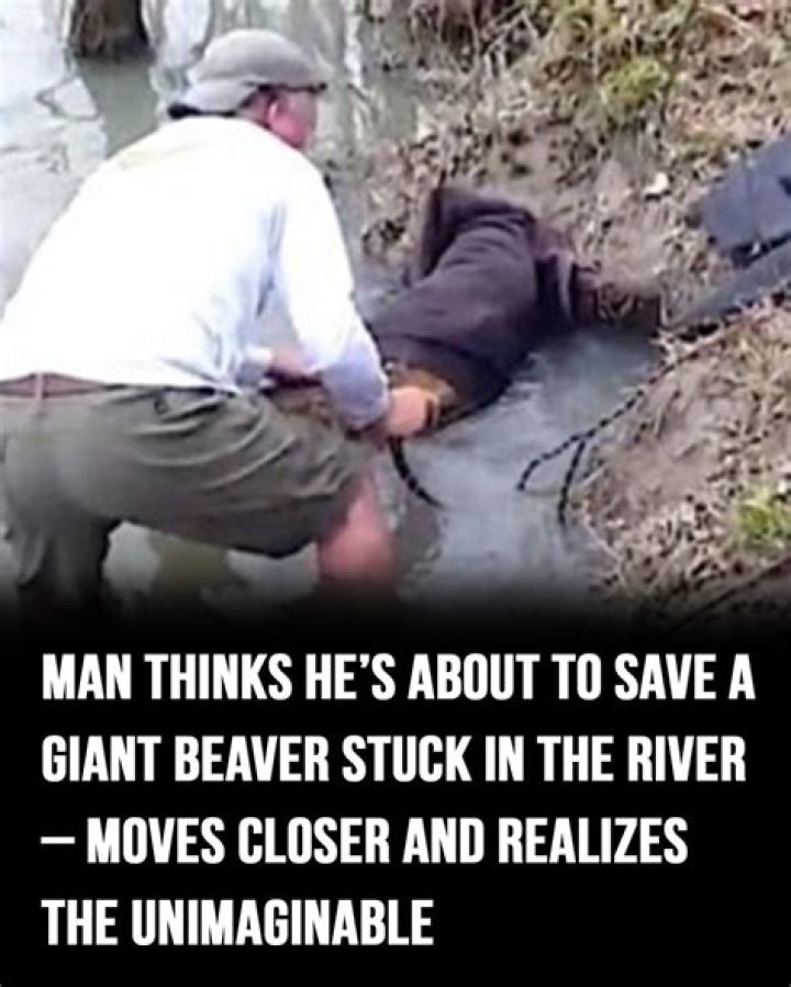 Man thinks he’s about to save a giant beaver stuck in the river – moves closer and realizes the unimaginable