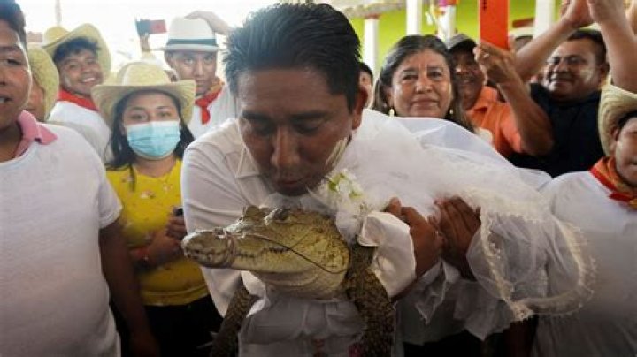 Mexico mayor marries alligator in ancient ritual with reptile dressed as a bride Watch viral video – India TV