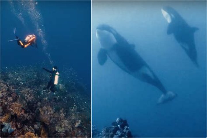 Moment Divers Come Face-to-Face With Pod of Killer Whales in Rare Encounter