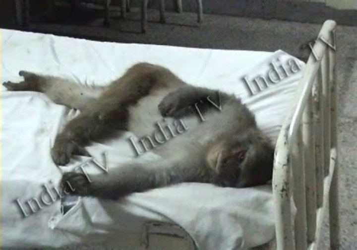 Monkey occupies patients' bed inside Jammu Hospital – India TV