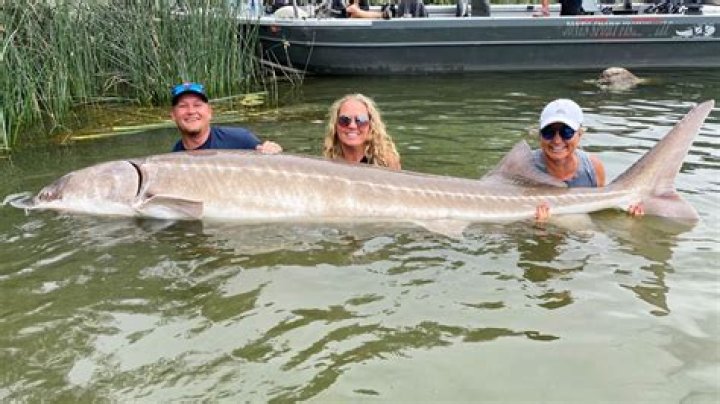 Monster Fish! Man sets new Idaho record for white sturgeon
