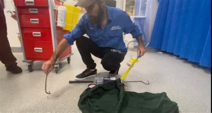 Man Hospitalized After Stepping on 'Secretive' Snake in His Own Home