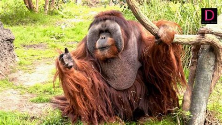 Orangutan was shaved, made-up and forced to prostitute herself – now, Pony’s story is moving millions