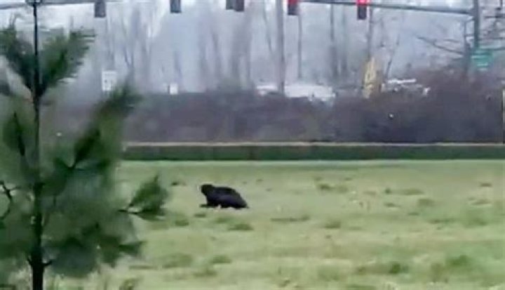 Shocking moment rare wolverine is caught charging through field leaving viewers dumbfounded