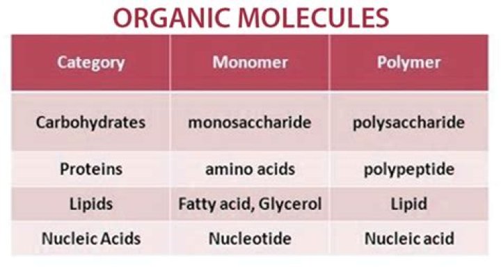 A Comprehensive Guide To Understanding Organic Molecules