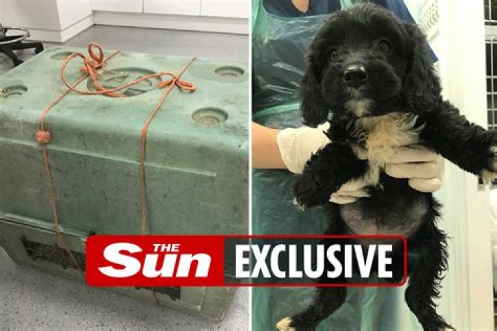 Dog owners give up 'untrained' puppies with separation anxiety after buying pets in lockdown as RSPCA braces for deluge