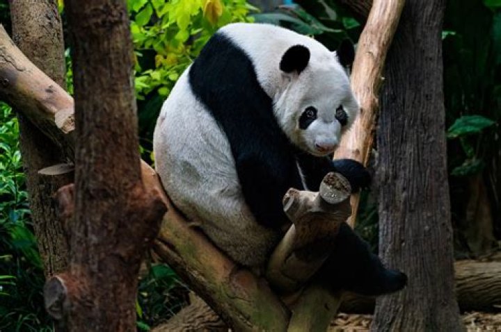 Pandah Pin Code | Postal Code (Zip Code) of Pandah, Ballia, Uttar Pradesh, India