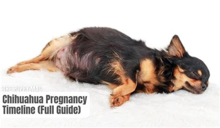 Pet warning as groomer ‘kills pregnant chihuahua after posing as VET to perform surgery & stitching wound with string’