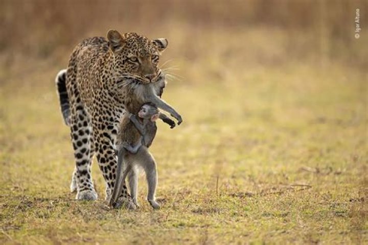 Moment leopard holds bottle of wine & looks ready to take a drink
