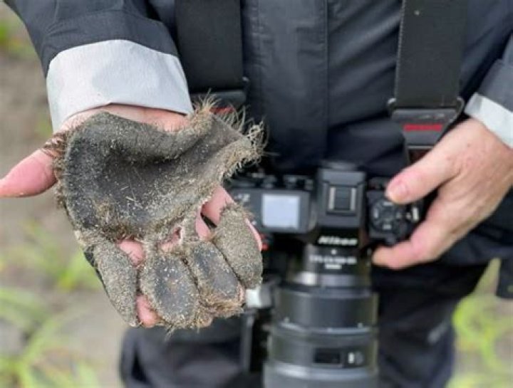 Photographer Searching for Bears in Alaska Finds Unusual Animal Body Part