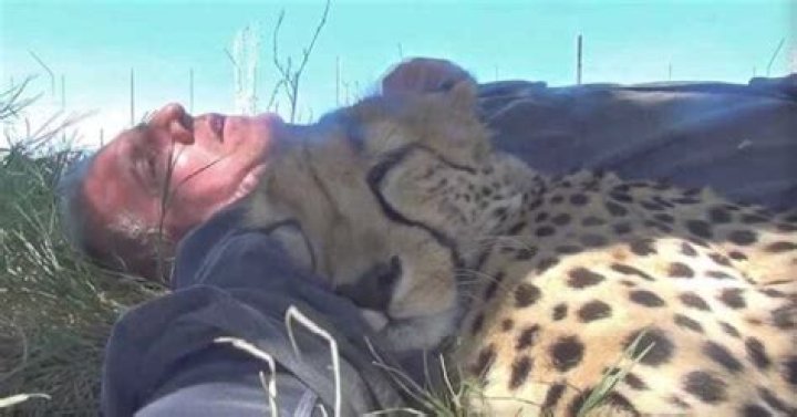 Photographer takes nap on the ground – cheetah appears and does unexpected thing