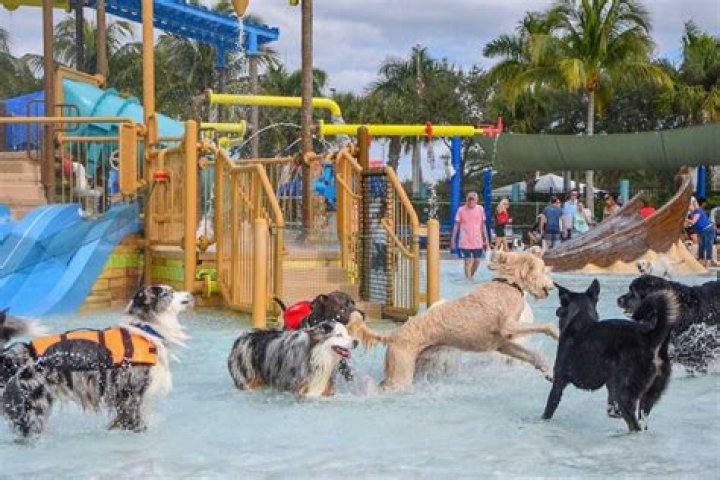 Pooch Plunge Takes Over Sailfish Splash Waterpark