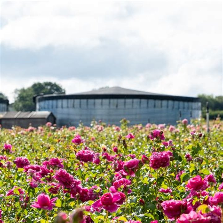 Post Malone's Rose Launch Crashed the Website