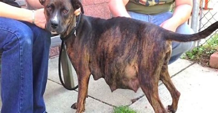 Pregnant pitbull refuses to give birth – then new foster mom sees heap of babies in her ultrasound