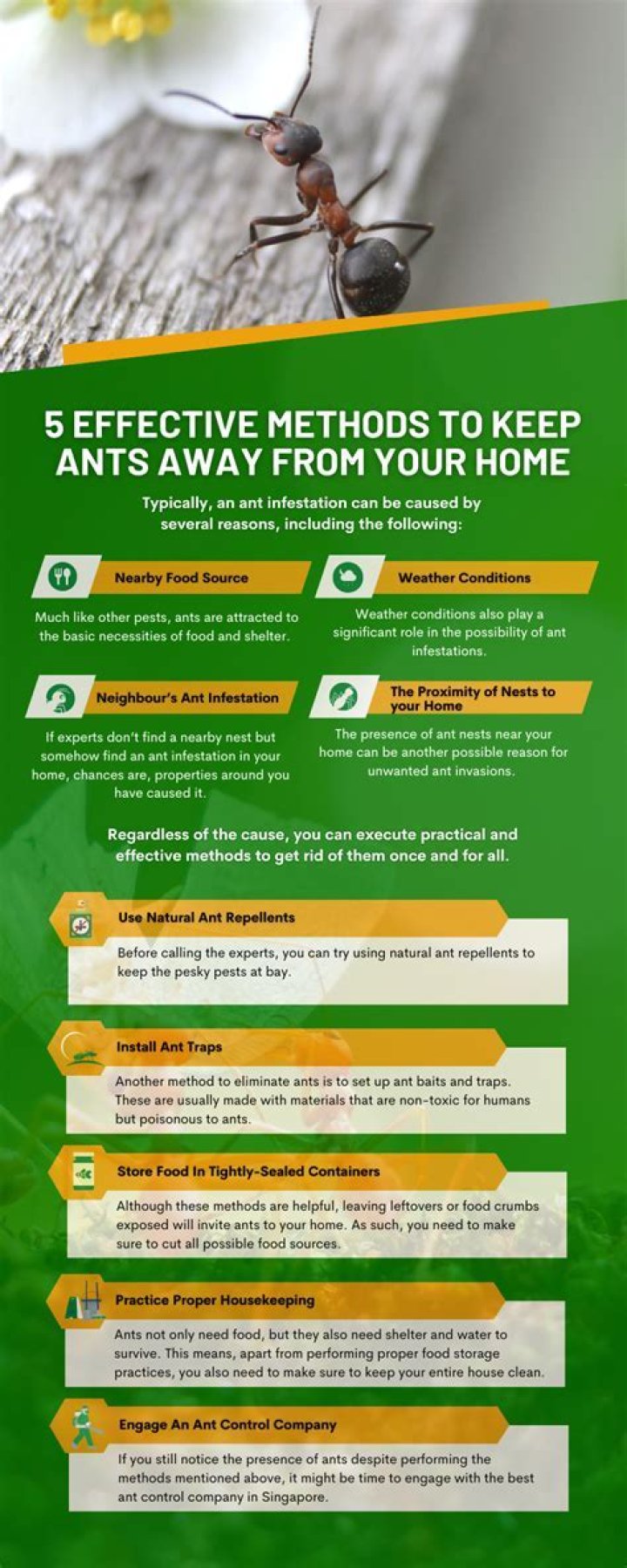 The product that beats all others if you want to keep ants out of your home and it costs just $6