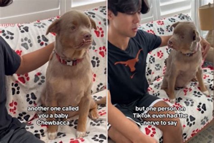 Rescue Dog With Severe Underbite Is Viral Sensation Thanks to Rare Looks