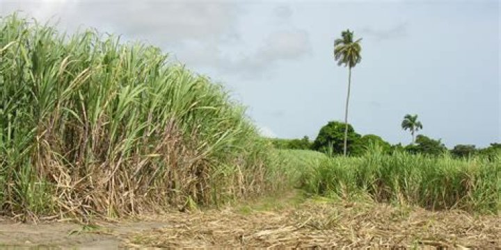 Scholars Reflect on Closing of Hawaii's Last Sugar Plantation