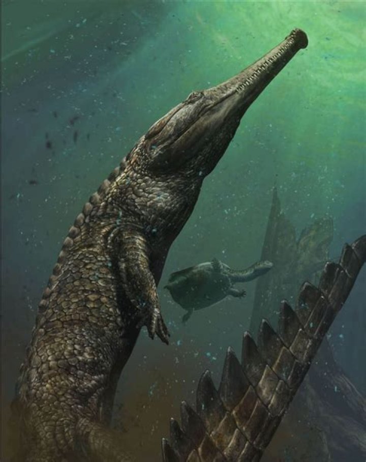 Scientists Say Mystery Fossil Teeth Came from 23-foot-long Prehistoric Crocodile