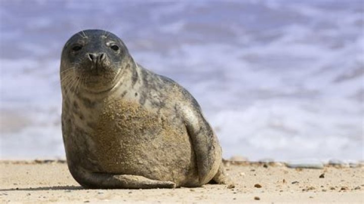 Seal News - Us Weekly