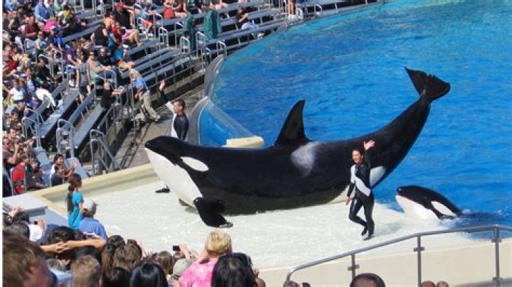 SeaWorld to Phase Out Killer Whale Shows, Captivity