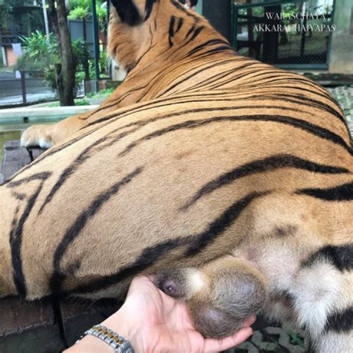 Selfie-obsessed woman slammed for fondling ‘drugged’ tiger's testicles for warped social media likes