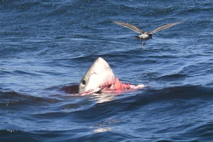 Terrifying moment 'fastest shark in the ocean' attacks a research sub off US coast after string of maulings
