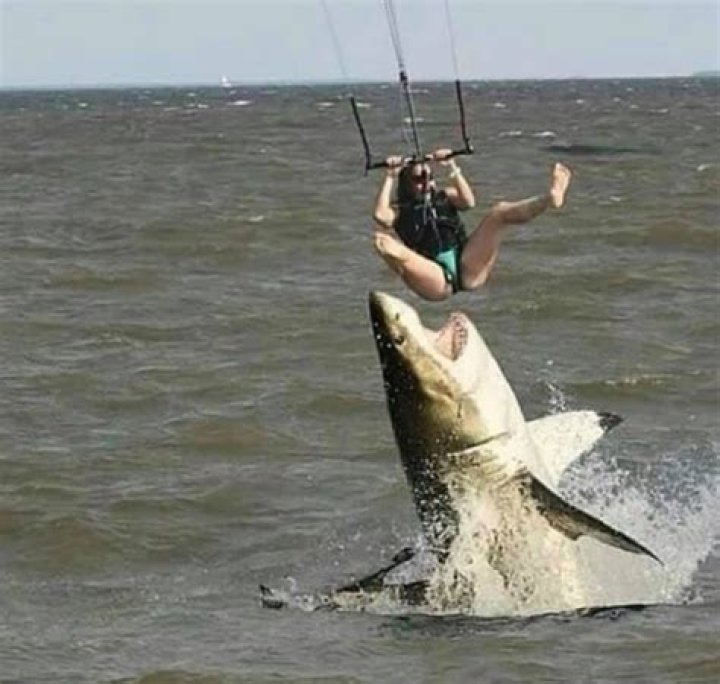 Shocking video shows moment a shark leaps out of the water and bites parasailer tourist's FOOT at Red Sea resort