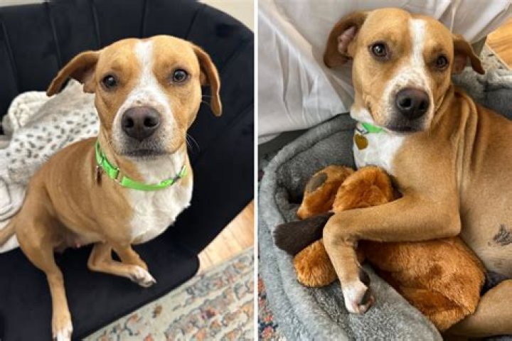 Hearts Melt as Shelter Dog Learns Love and Safety 'for the First Time Ever'