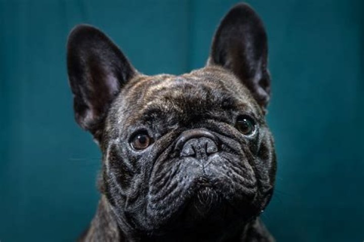 Short Walk in Hot Weather Leaves French Bulldog Dead From Heatstroke and Brain Damage