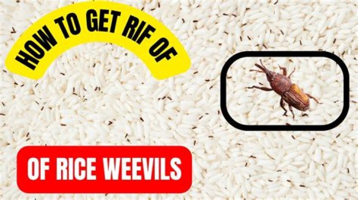 Quick Answer: Should I Throw Away Rice With Weevils