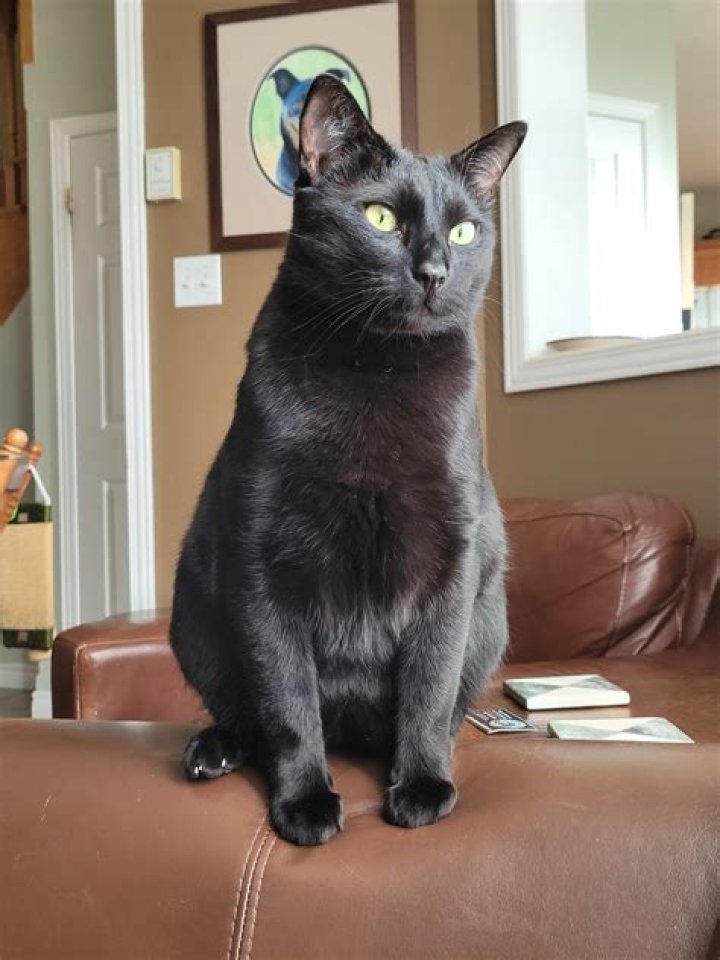 Discovering The Enigmatic Siamese Black Kitten