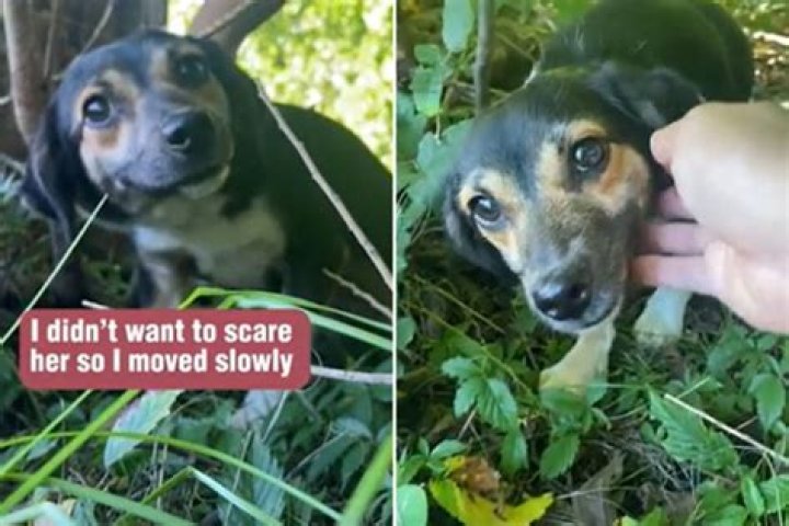 Small Dog Abandoned at Infamous 'Dumping Spot' Too Scared to Move for Hours