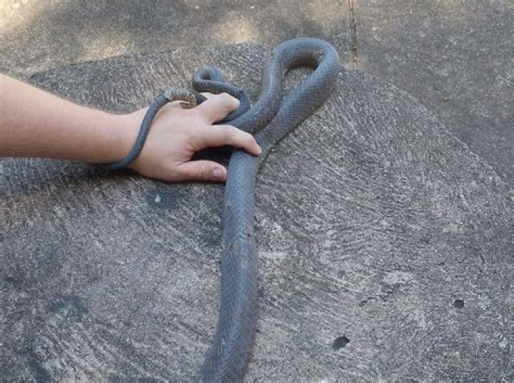 Snake Catcher Paralyzed, Struggled To Breathe After Two Black Mamba Bites