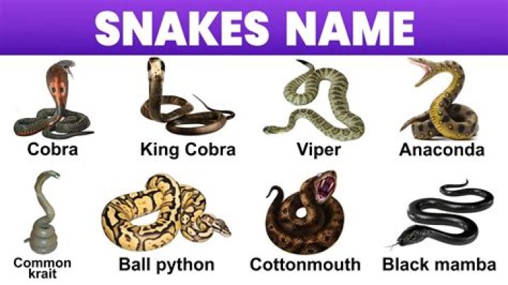 Slithering Through The World Of Snake Names