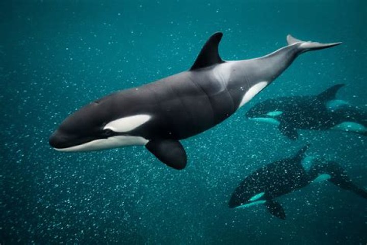 Snorkeler Films Breathtaking Encounter With Calm and Peaceful Giant Orca